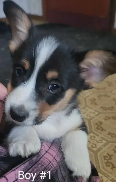 Only one boy left! Boy #1 is available. All other puppies are currently on hold pending Pick Up. Thi...