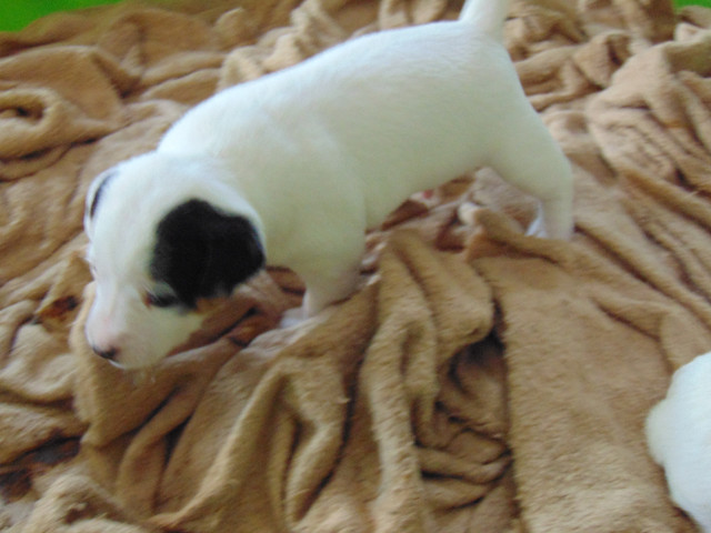 Farm Raised Jack Russell Pups in Dogs & Puppies for Rehoming in Belleville - Image 2