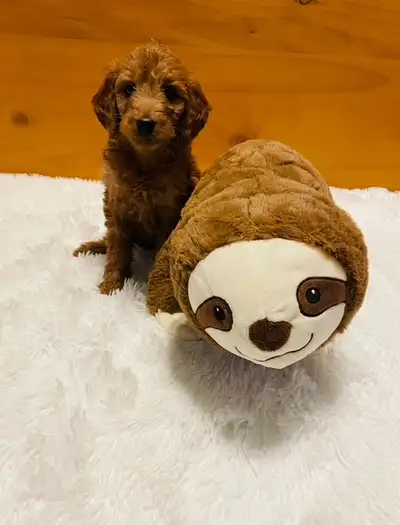 Miniature Cavapoo pups, View more