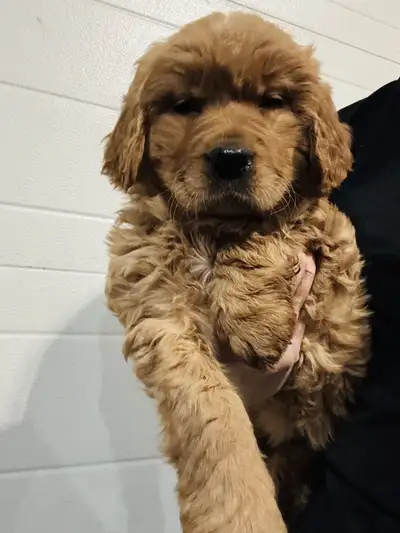 Golden Retriever (1 more available), View more