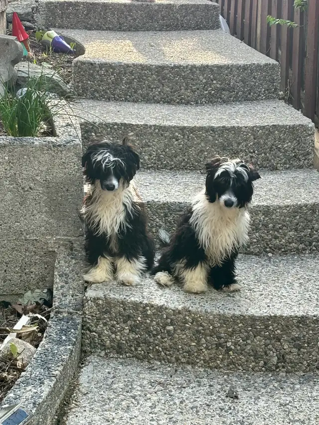 Chinese Crested in Dogs & Puppies for Rehoming in Cambridge - Image 10
