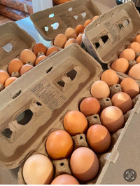 BYM hatching eggs (Orpington/wyandotte)