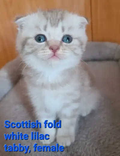 ❤️❤️ Purebred Scottish fold/straight kittens, View more