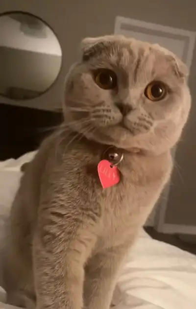 Scottish Fold Cat, View more