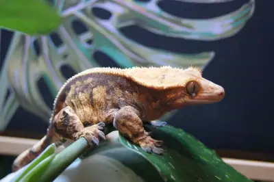 Female Crested gecko RTB Name : Achilles Morph : Extreme harlequin tricolor Age : born in 2022, appr...