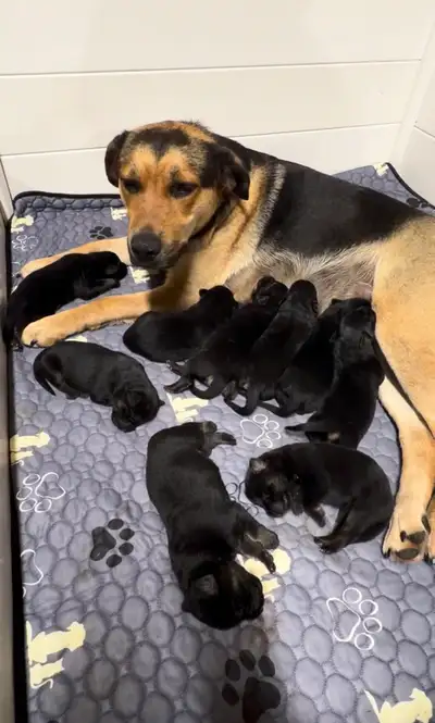 German Shepherd/Rottweiler/Border Collie Puppies, View more