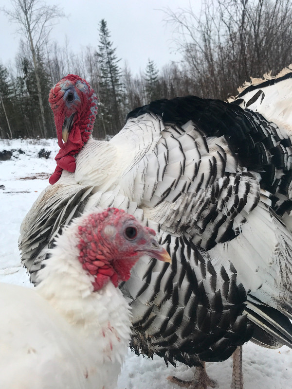 Royal palm Turkey hatching eggs in Livestock in Quesnel - Image 2