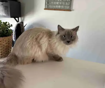 Ragdoll Female Cat, View more