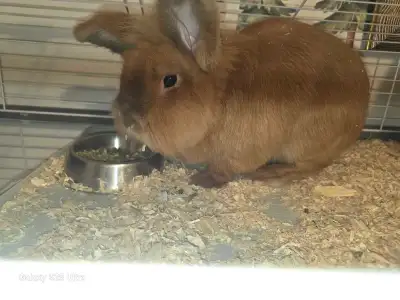 Lapin mâle a adopter, View more