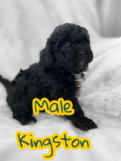 toy poodle male, View more