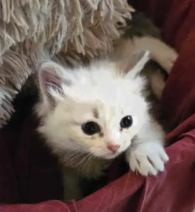 ragdoll kittens , View more