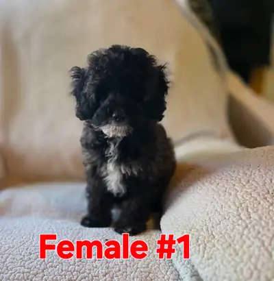 Poodle Cross Puppies, View more