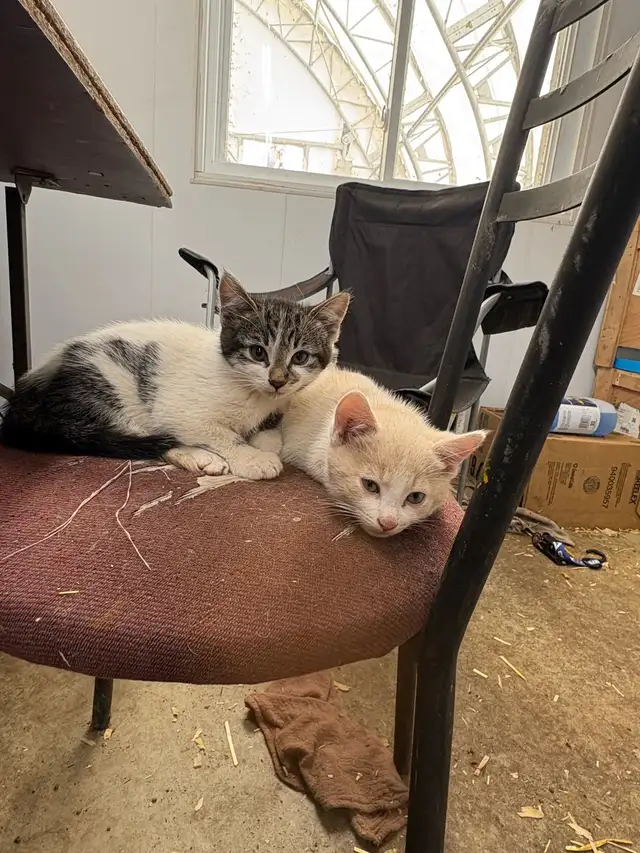 chat de ferme in Cats & Kittens for Rehoming in West Island - Image 2