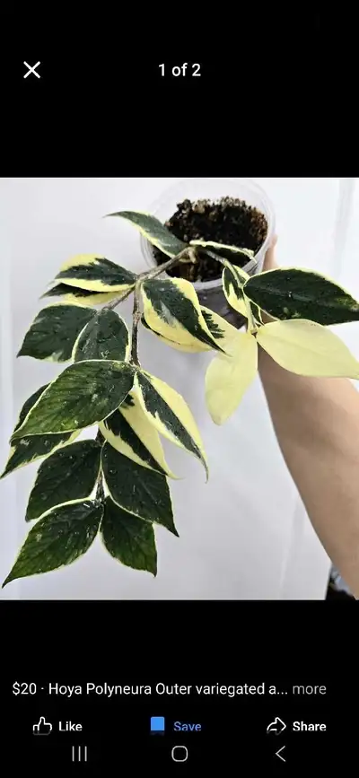 Now accepting parrots of all ages and breeds. Unwanted birds willing. Over 16 years parrot experienc...