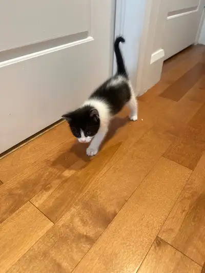 Bébé chaton, View more