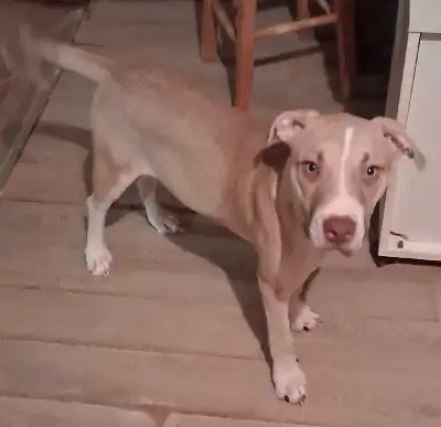 Chiot boxer croisé labrador,tres curieux et enjoué il se cherche une nouvelle famille. Le prix est n...