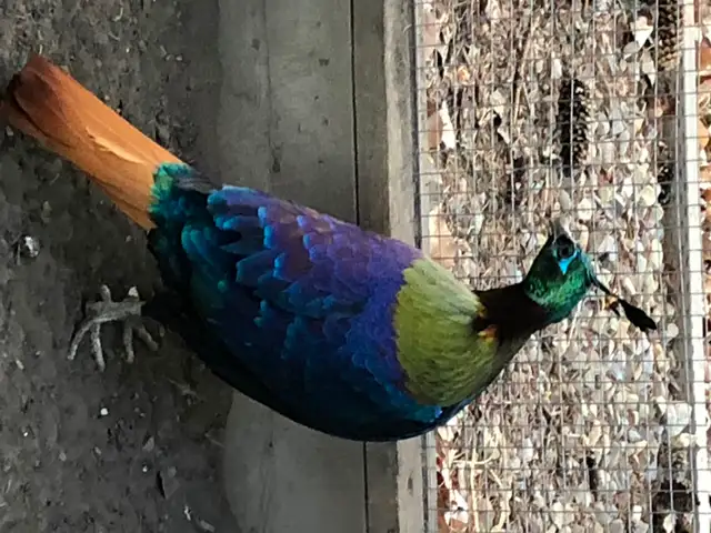 Impeyan Pheasant Pair in Livestock in Calgary - Image 5