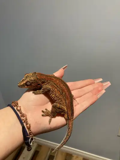 gargoyle gecko, View more