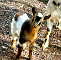 Mini-Alpine goat and baby 