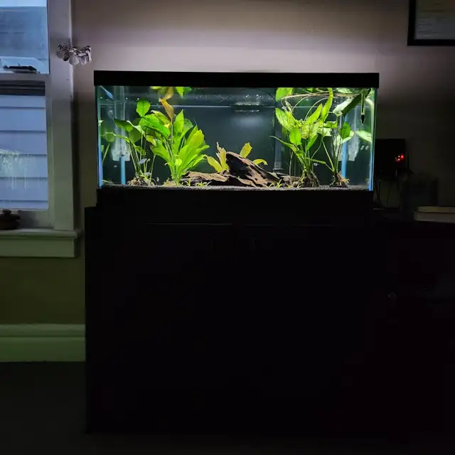 Taking in small, Unwanted Fish or Fish that Need Rehoming in Fish for Rehoming in City of Toronto - Image 7