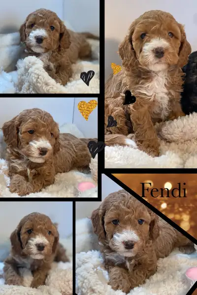 F1b Cockapoo Puppies, View more