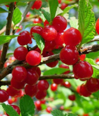 Nanking cherry seeds. Hardy zone 4-8. Delicious fruits