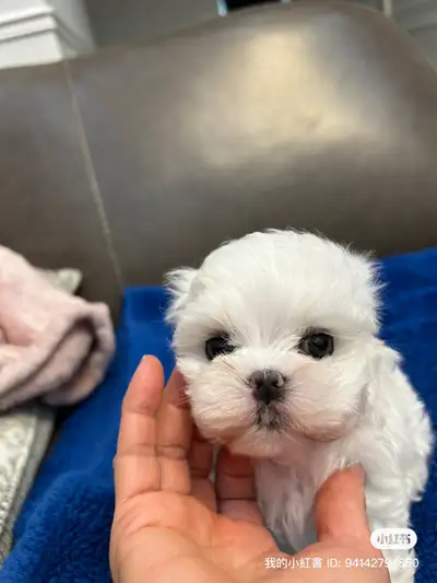 Korean Bloodline Maltese toy size pure white puppies, View more