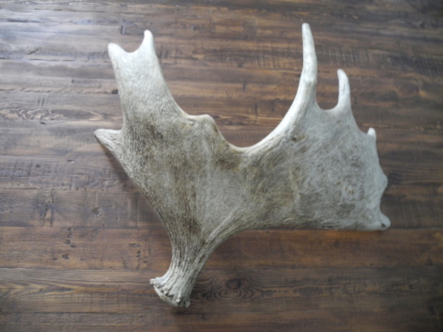 Real Moose Antler in Home Décor & Accents in Strathcona County - Image 3