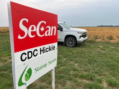 CDC Hickie is a medium sized pea - High yields, 103 % of Amarillo - Good resistance to seed coat bre...