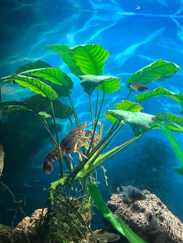 Poisson d’aquarium plantes, crevettes, escargots in Fish for Rehoming in Sherbrooke - Image 8