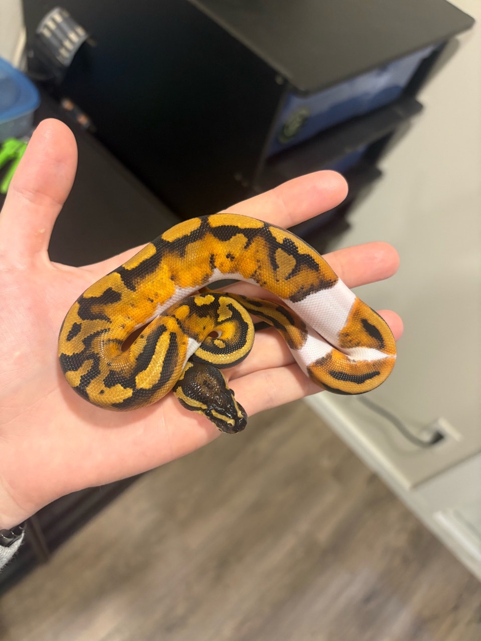 Pied ball python | Reptiles & Amphibians for Rehoming | Brantford ...