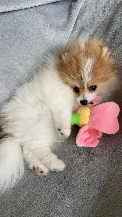 1 puppy left! Meet Romy Valentina  (Purebred Female Pomeranian) 