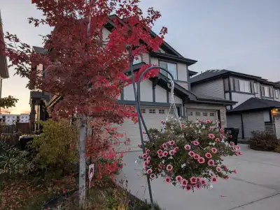 House for rent