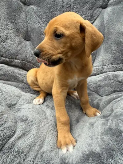 Red Fox Labrador mix female, View more