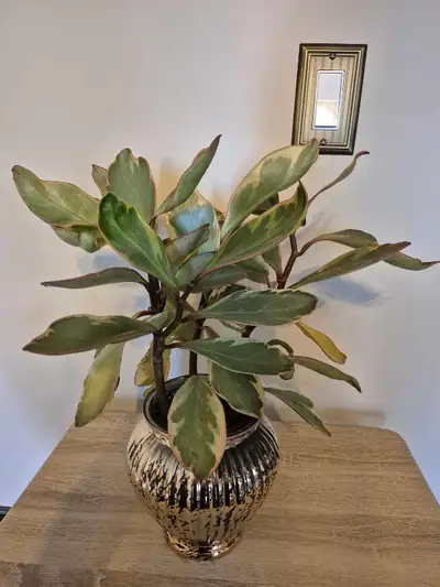 Succulent Plant & Pot for sale! $15 (Price is firm) Mystery succulent of some sort, with red/pink ed...