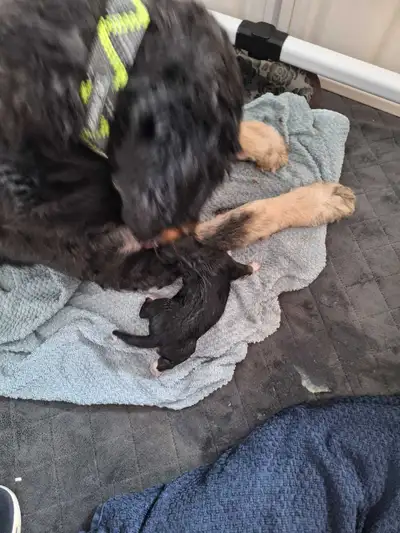 Bernedoodle puppies, View more