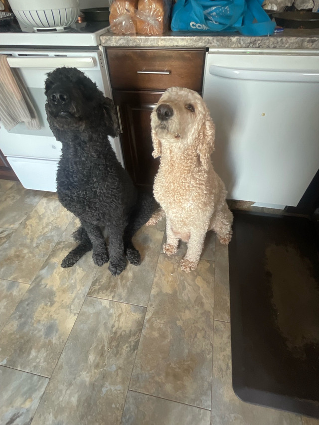 Standard poodles in Dogs & Puppies for Rehoming in Truro - Image 2