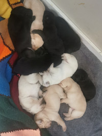 Lab Pups for rehoming
