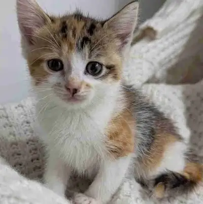 Fluffy Kittens!, View more