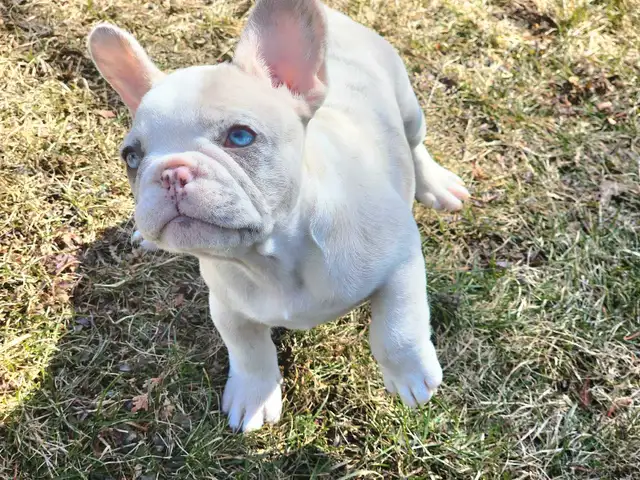 Bouledogue Français puppies in Dogs & Puppies for Rehoming in City of Montréal - Image 7