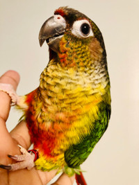 Handfed Conure Babies 