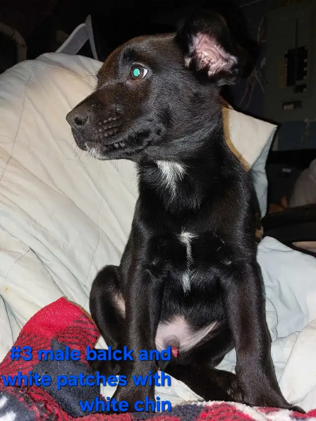 puppies looking for their forever homes! READY TO GO HOME!!! in Dogs & Puppies for Rehoming in Hamilton - Image 5