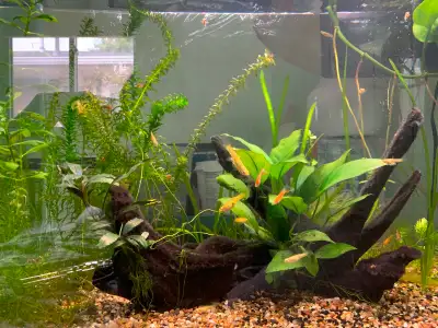 Young Endler’s Livebearers, View more