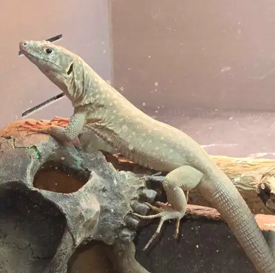 Omanosaura jayakari, View more