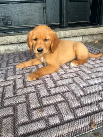Red Retriever Puppies Ready to go!! 2 females left!, View more