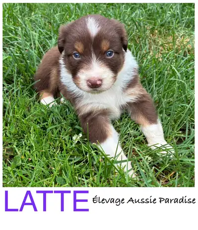 Ckc Australian Shepherd  puppies - standard, View more