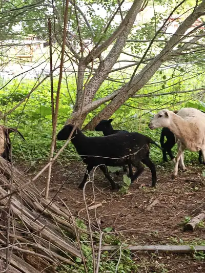 ewes and lambs kathadin and dorper, View more