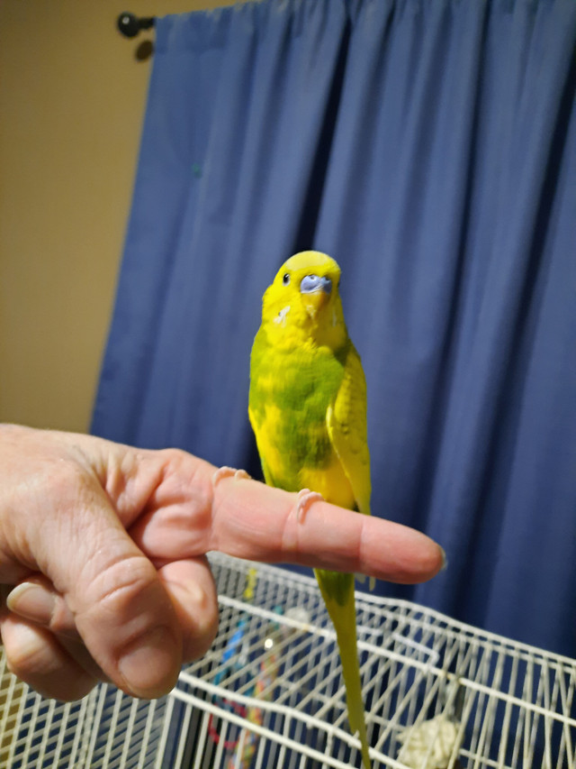 Perruche mâle dans Oiseaux à adopter  à St-Georges-de-Beauce - Image 3