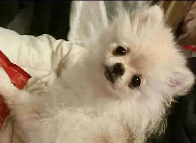 Home ls Where The Puppy Is ❤️ , View more