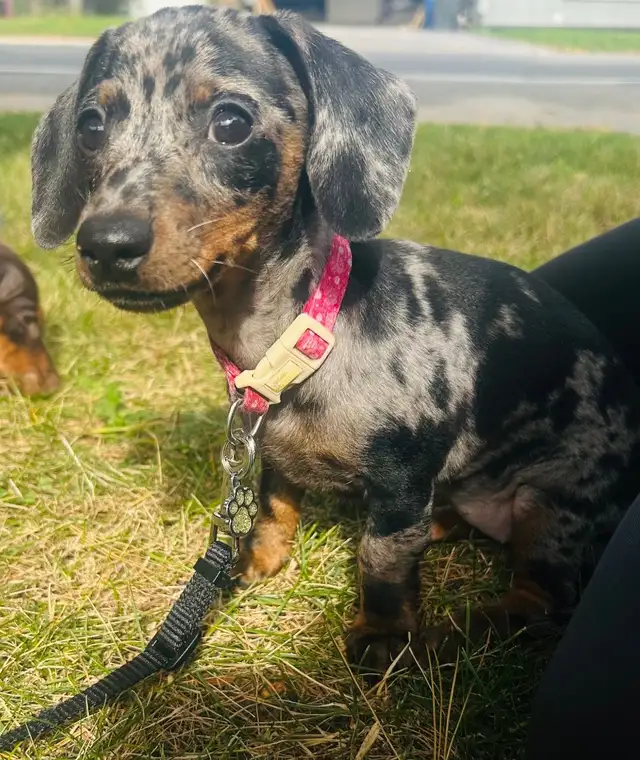 Teckel miniature in Dogs & Puppies for Rehoming in Laval / North Shore - Image 8